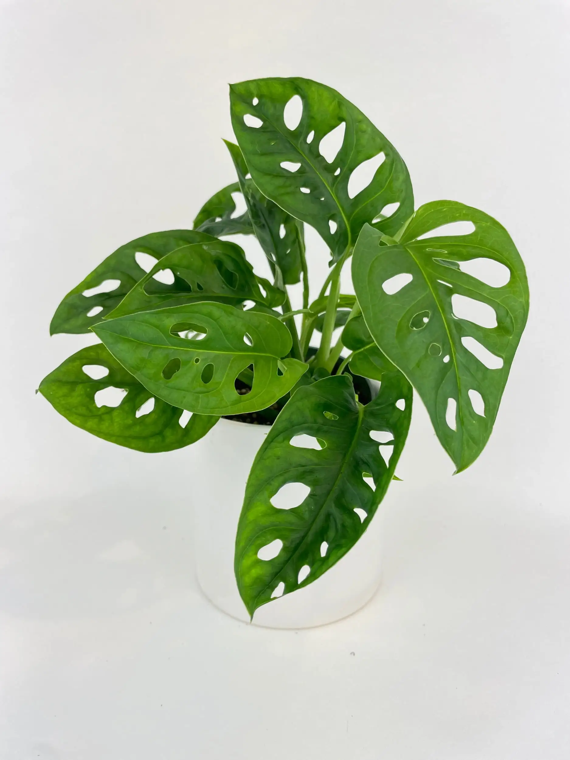 Monstera Adansonii - MGW-2741 Bumble Plants